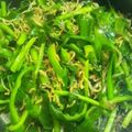 おおたにまちこ's cooksnap of when they made 超簡単★ピーマン・じゃこのウマウマ炒め.
