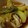amanusa's cooksnap of when they made ♪青梗菜ときのこのさっぱり煮.