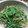 れいあーん's cooksnap of when they made こごみのおかか和え＊房子母の味.