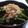 akul's cooksnap of when they made 菜の花のからしあえ☆おつまみにも！！.