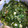GONTA3号's cooksnap of when they made 生のめかぶをいただいたら(覚書）.