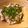 たまごみかん's cooksnap of when they made 茗荷と大葉の豚しゃぶサラダ.