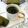 ♪しんちんぐ～♪'s cooksnap of when they made ◆ほっこり＊抹茶のホットチョコレート◆.