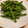 ミミミムーン's cooksnap of when they made 簡単! にんにくの芽のオイスター炒め.