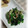ＴＯＭＯＷＡＴ's cooksnap of when they made ほうれん草の塩昆布和え.