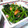 monchanママ's cooksnap of when they made 菜の花とウィンナーのバターしょうゆ炒め.