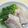 Haru Haru's cooksnap of when they made 塩豚で澄んだスープの常夜鍋.