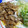 愛ek2284's cooksnap of when they made 豚のしょうが焼き.
