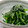 満月152000's cooksnap of when they made 水菜としらすの柚風味和え.