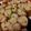 もみぞぅー's cooksnap of when they made いなりで♪小さなお花の巻き寿司.