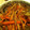 Shumimo's cooksnap of when they made 歯ごたえがおいしい♪きんぴらごぼう.