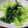 まさたかまま's cooksnap of when they made 青梗菜のニンニク炒め☆簡単にもう一品.