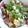 ★ままちｬん★'s cooksnap of when they made 《絶品》洋風まぐろアボカド丼.