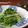 patisier's cooksnap of when they made うちの水菜の食べ方～水菜の刺身？！.