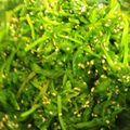 ヨッピちゃん's cooksnap of when they made ☆簡単すぎる☆ほうれん草のおひたし☆.