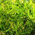 ヨッピちゃん's cooksnap of when they made ☆簡単すぎる☆ほうれん草のおひたし☆.
