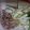 ようぴっくる's cooksnap of when they made 玉ねぎ嫌いの豚の生姜焼き！.