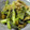 Ｔａｅやん's cooksnap of when they made 簡単♬ ☆小松菜と油揚げの炒め物☆.