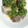 ますっち☆'s cooksnap of when they made 意外と旨い！蒟蒻唐揚げのニラソースがけ♪.