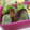 si2kaoris2's cooksnap of when they made 和風照り焼きハンバーグ.
