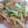 まぃぷう's cooksnap of when they made 青梗菜とソーセージのオイマヨ炒め.