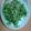 でめきん君's cooksnap of when they made 豆苗としらすのカリカリ炒め.