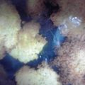 あさなさゆいけ's cooksnap of when they made ココナッツの軽いクッキー☆.
