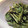 ラッキーちゃぴこ's cooksnap of when they made こごみのごま和え.