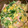 コバミツ's cooksnap of when they made ★水菜と卵のふんわり炒め★.