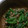 chie-zou88's cooksnap of when they made 春を感じる♪菜の花の納豆和え.