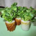 チーム預金's cooksnap of when they made ♪お弁当に♪かいわれのブーケ.