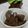 ぽっぽぺぺ's cooksnap of when they made ススム②♪こんにゃくの照り煮.