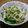 マダムG's cooksnap of when they made きゅうりと大根のなめたけ和え☆簡単サラダ.