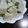 ぴぃ☆◎'s cooksnap of when they made ぷるんっ♪抹茶みるく餅.