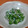 NPさん's cooksnap of when they made しらすときゅうりの梅肉和え.
