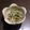あやっさぁ's cooksnap of when they made しどけともやしの胡麻ナムル.