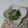 ムーちゃん☆★'s cooksnap of when they made しらすとほうれん草の胡麻醤油和え.