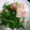 myukitty's cooksnap of when they made おかひじきの和えもの.