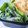 monchanママ's cooksnap of when they made ✿菜花の胡麻マヨ和え✿.