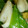 ねびと's cooksnap of when they made さやえんどうとちくわ和え.