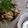 ぽろりんぬぅ's cooksnap of when they made くずし豆腐と納豆の味噌ドレサラダ.