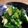 coconari's cooksnap of when they made 簡単　塩麹＆きゅうり.