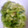 みれりゆまま's cooksnap of when they made ♡キャベツときゅうりのごま酢和え♡.