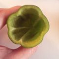 パンダ８２３'s cooksnap of when they made ピーマンをデコピン！種を上手にとる方法.