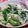 プク太's cooksnap of when they made 春菊のとろとろ和え.