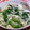 プク太's cooksnap of when they made 春菊のとろとろ和え.