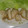 ゆいけんた's cooksnap of when they made ルクエで簡単♪蒸し鶏のねぎポン酢ソース★.