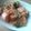 bulico's cooksnap of when they made ☆まろやか辛旨！焼売のキムチ炒め☆.