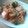 bulico's cooksnap of when they made ☆まろやか辛旨！焼売のキムチ炒め☆.