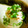 ちっちゃなむーたん's cooksnap of when they made 大根おろし☆ツナをのせるだけ.